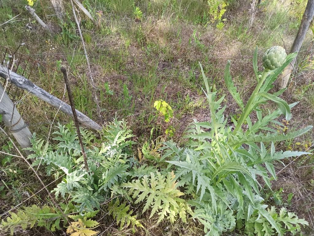 CYNARA SCOLYMUS LEAF EXTRACT 4