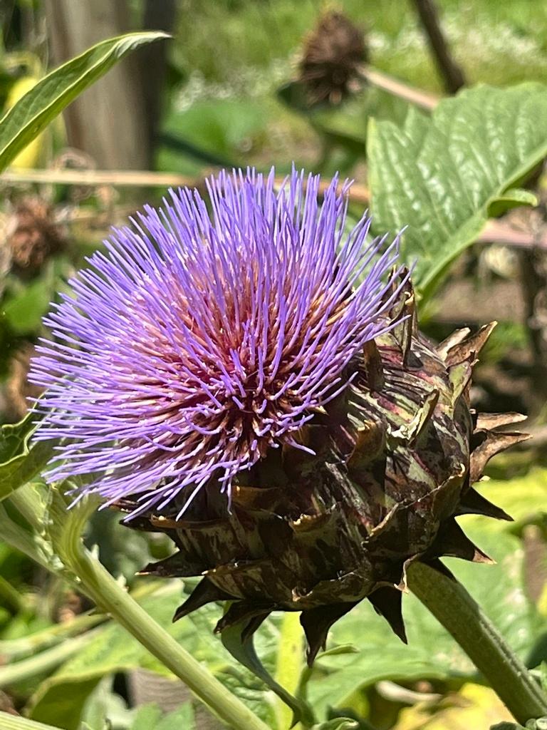 CYNARA SCOLYMUS LEAF EXTRACT 1