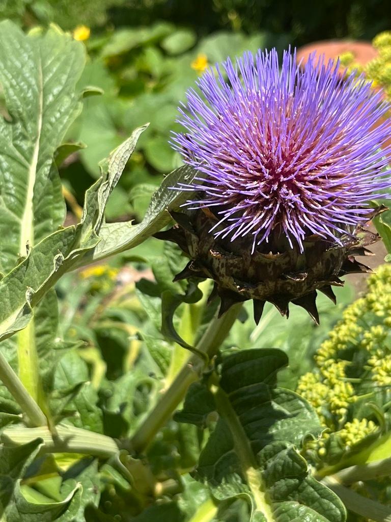CYNARA SCOLYMUS LEAF EXTRACT 2