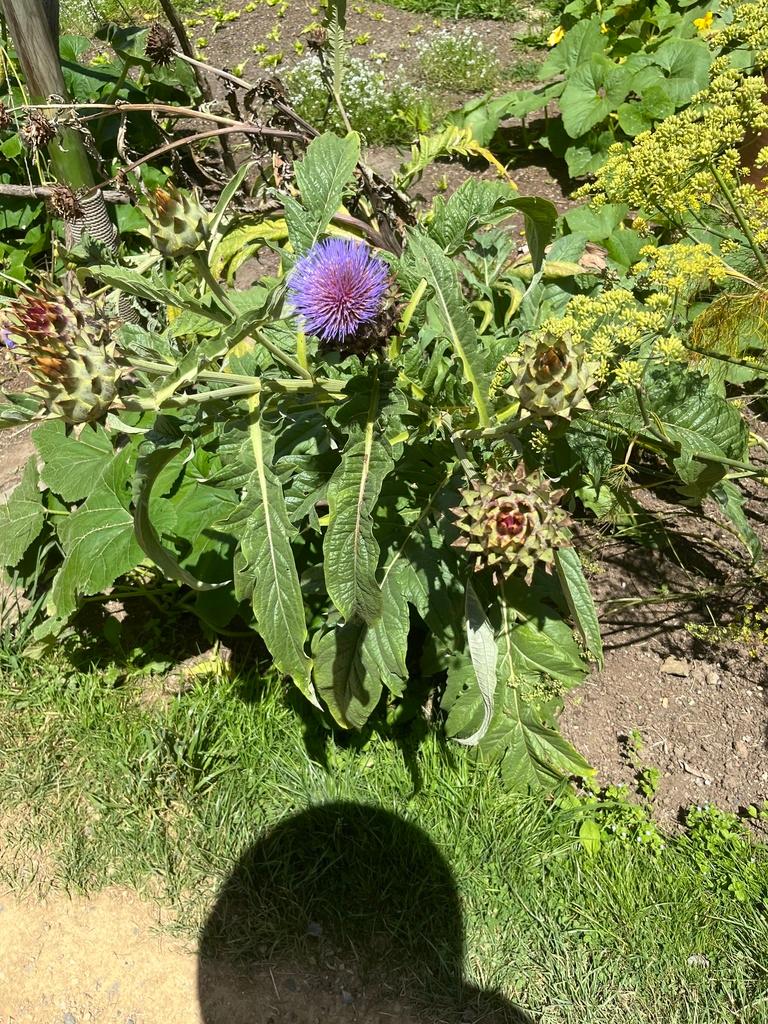 CYNARA SCOLYMUS LEAF EXTRACT 3