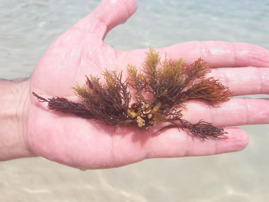 Cystoseira balearica extract 2