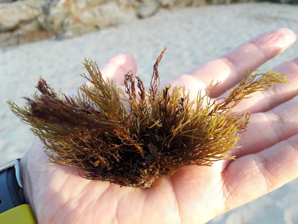 Cystoseira balearica extract 1