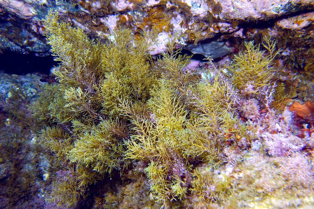 Cystoseira balearica extract 7