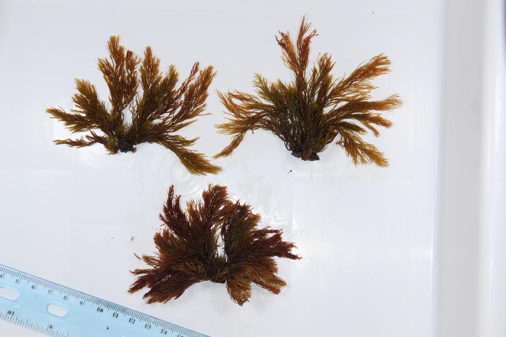 Cystoseira balearica extract 3