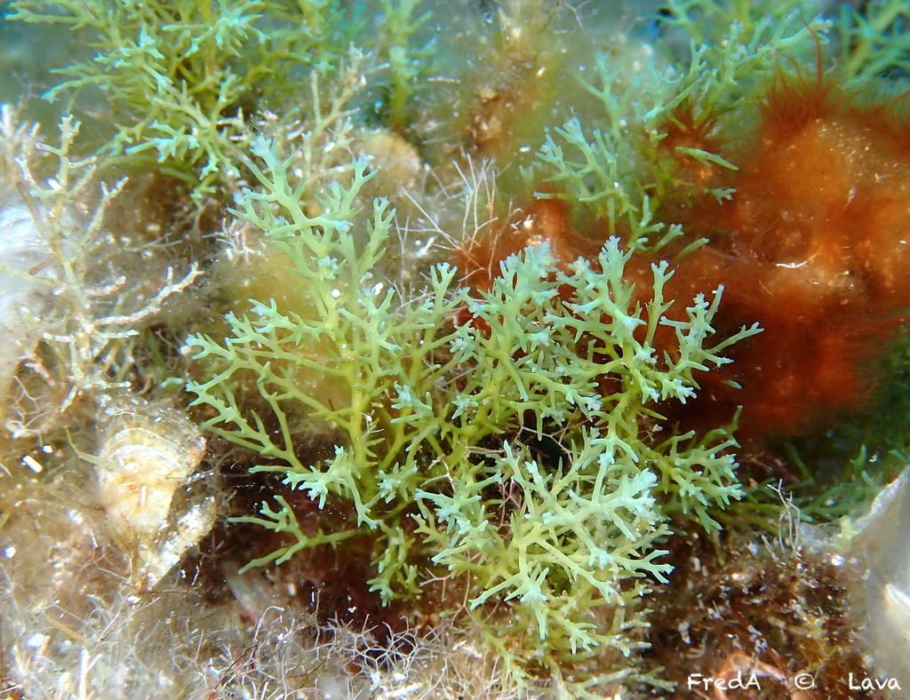 Cystoseira balearica extract 6