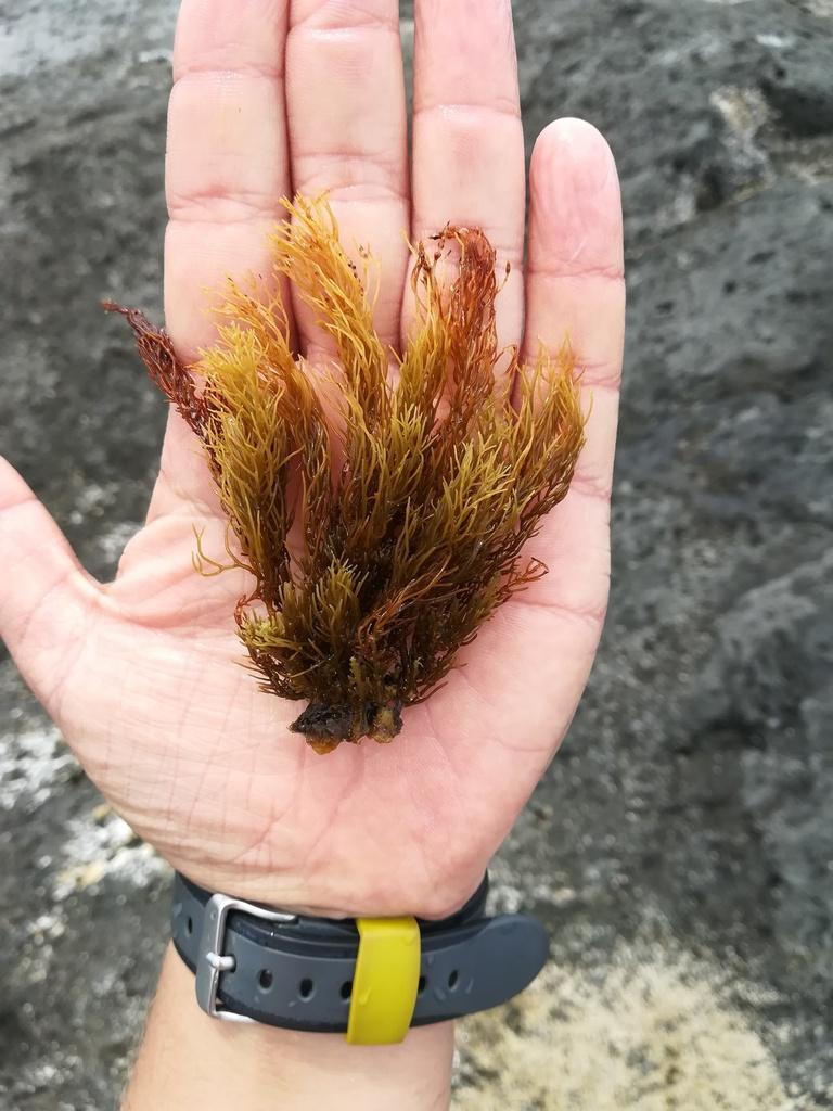 Cystoseira balearica extract 4