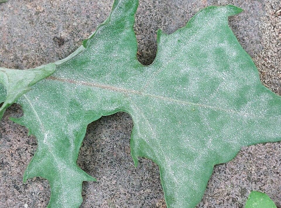 Dandelion Leaf 8