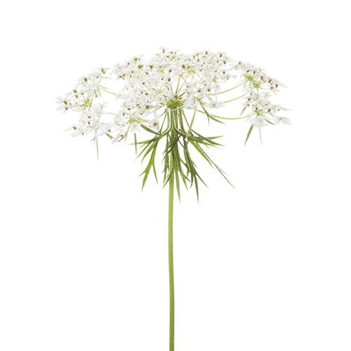 Daucus carota sativa carrot seed oildaucus carota sativa seed oil 5