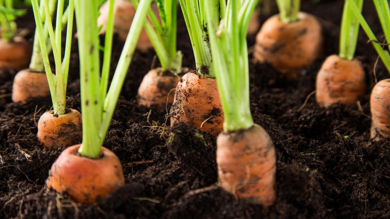 Daucus carota sativa carrot seed oildaucus carota sativa seed oil 3