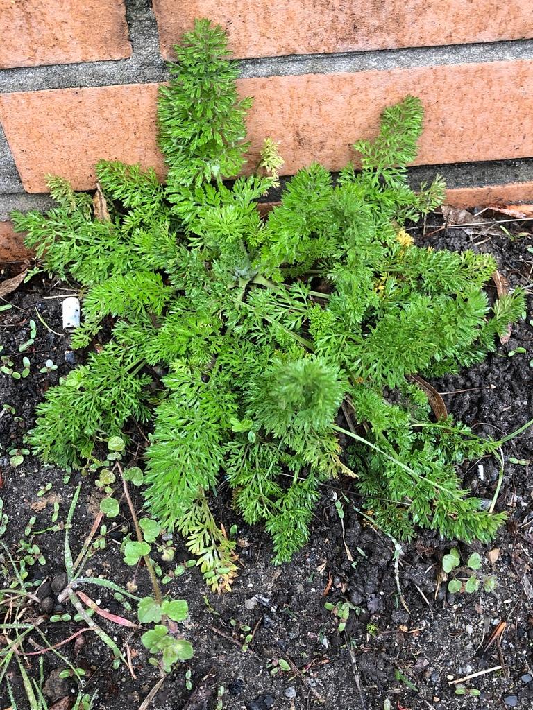 DAUCUS CAROTA SATIVA ROOT EXTRACT 4
