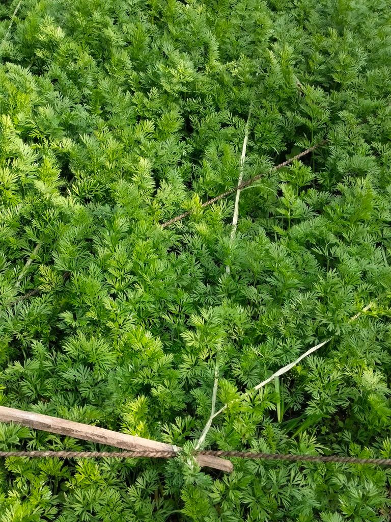 DAUCUS CAROTA SATIVA SEED EXTRACT 2