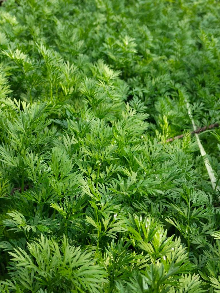 Daucus Carota Sativa Seed Oil 1