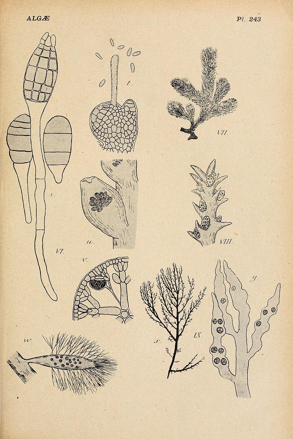 Digenea simplex extract 2