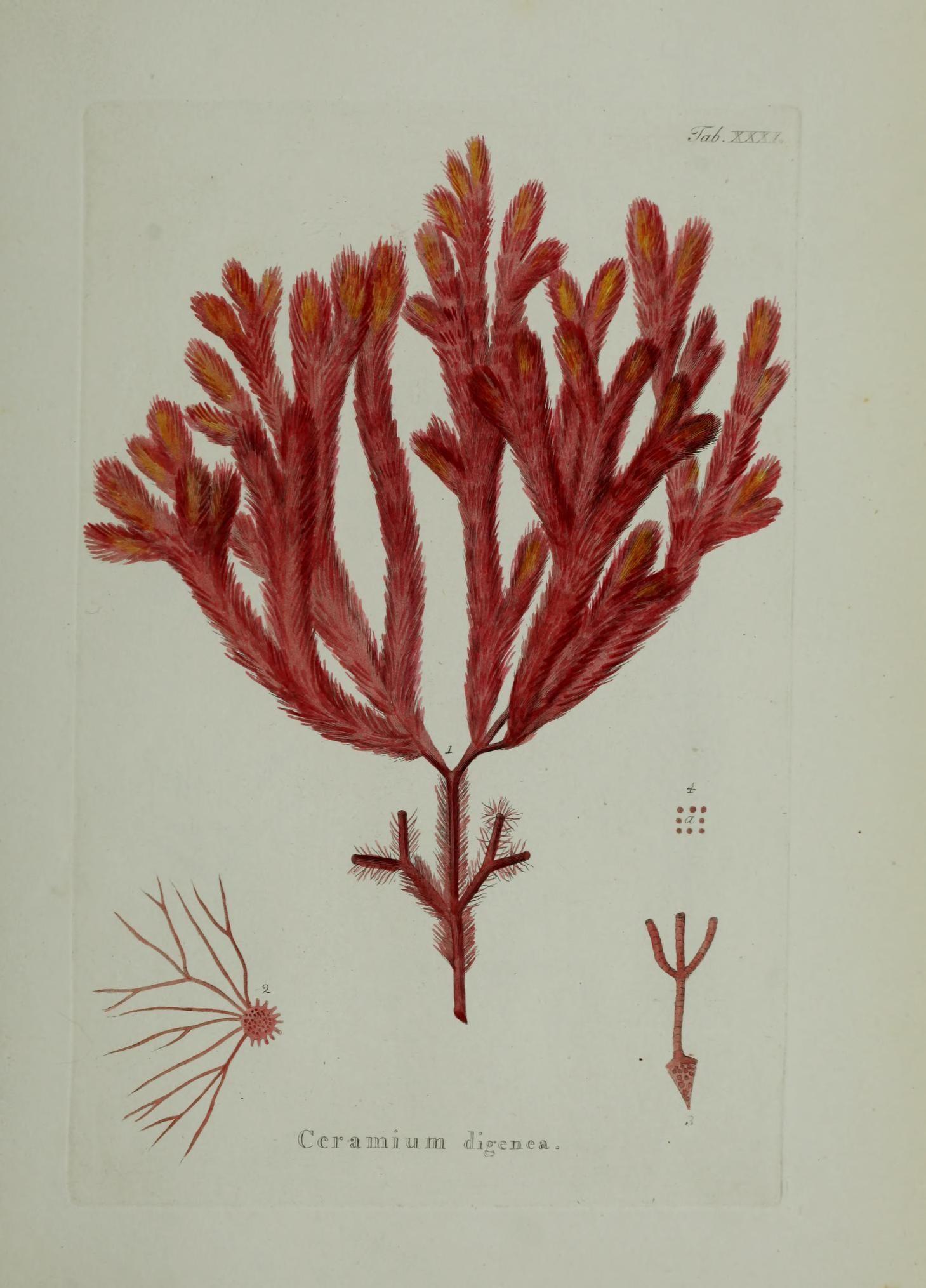 Digenea simplex extract 4