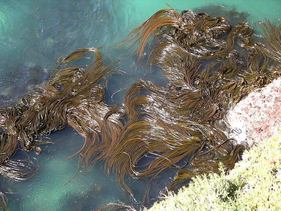 Durvillaea antarctica extract 3