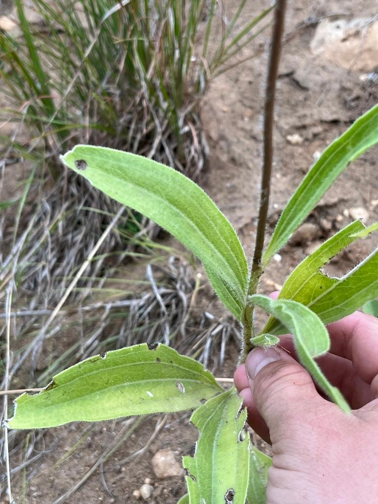 Echinacea Angustifolia Meristem Cell Culture 1