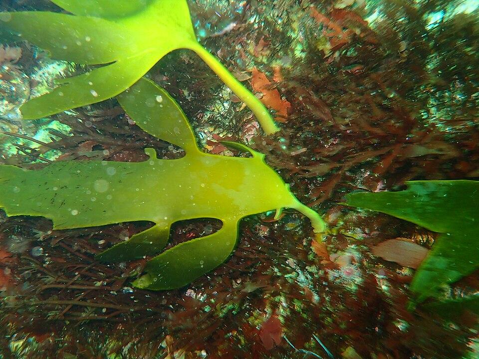 Ecklonia maxima extract 2