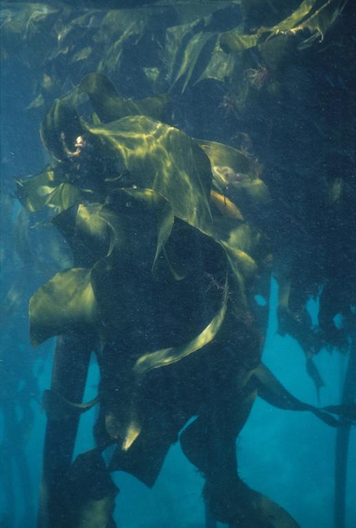 Ecklonia maxima powder 1