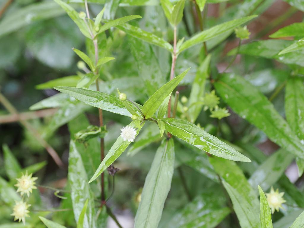 Eclipta Prostrata Extract 3