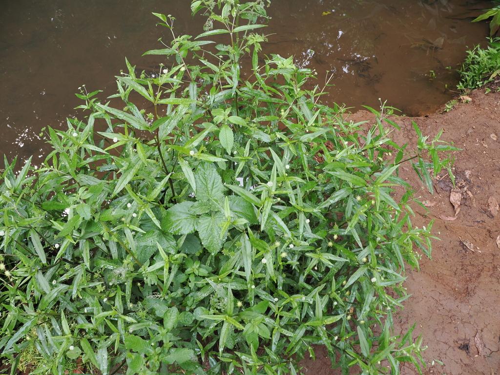 Eclipta Prostrata Extract 2