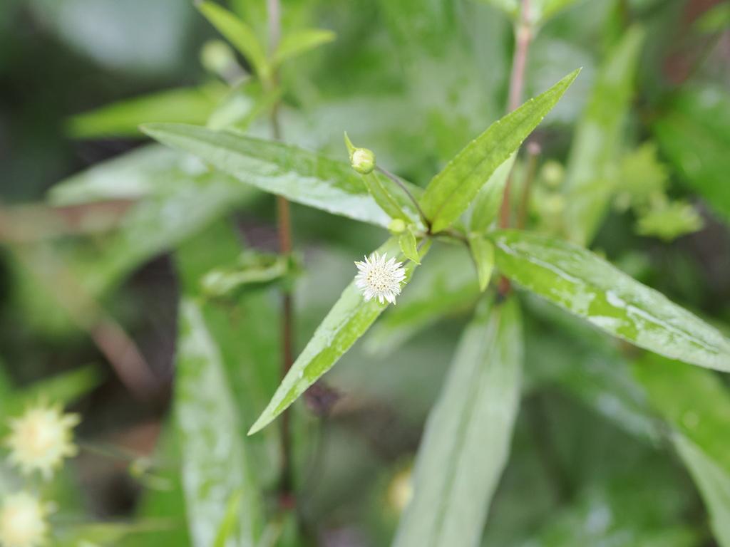 Eclipta Prostrata Leaf Extract 4