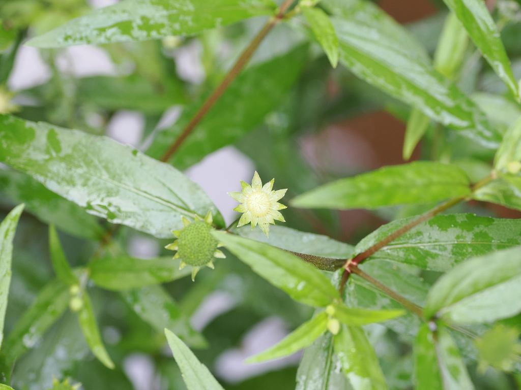 Eclipta Prostrata Leaf Extract 1