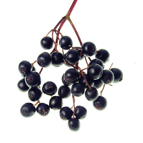 Elderberry 1