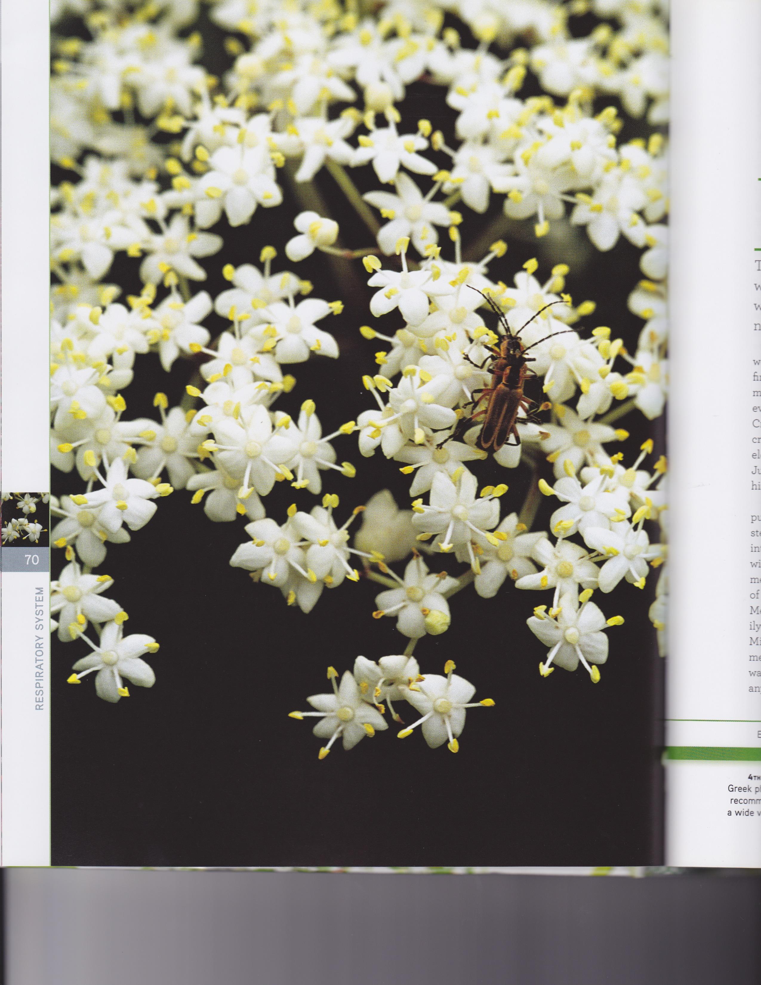 Elderberry 2