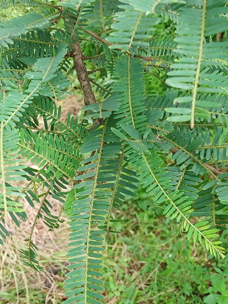 EMBLICA OFFICINALIS FRUIT EXTRACT 2