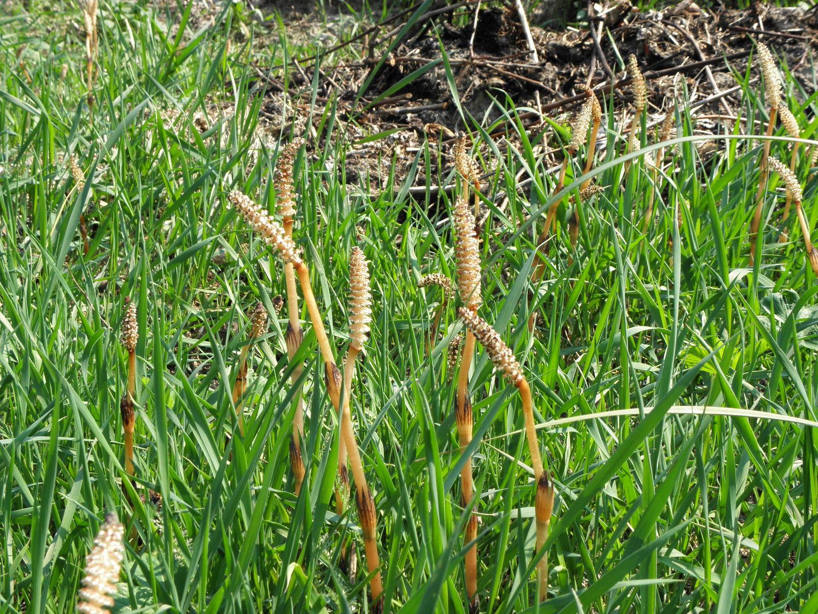 Equisetum arvense extract 4