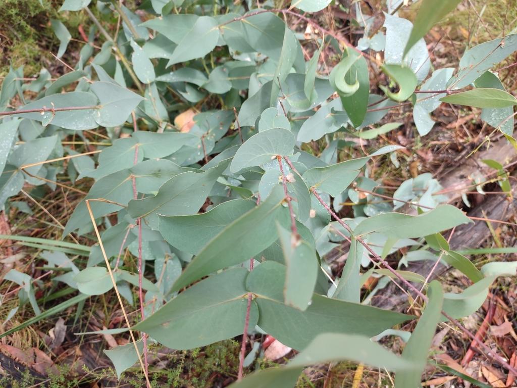EUCALYPTUS DIVES LEAF/TWIG OIL 1
