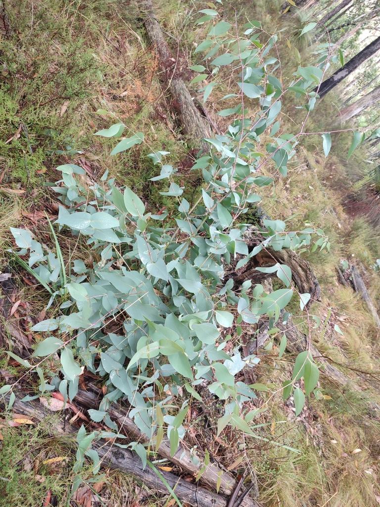 EUCALYPTUS DIVES LEAF/TWIG OIL 2