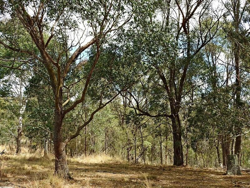EUCALYPTUS DIVES LEAF/TWIG OIL 3