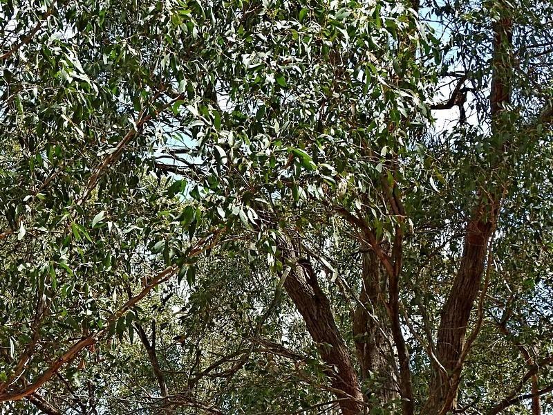 EUCALYPTUS DIVES LEAF/TWIG OIL 4