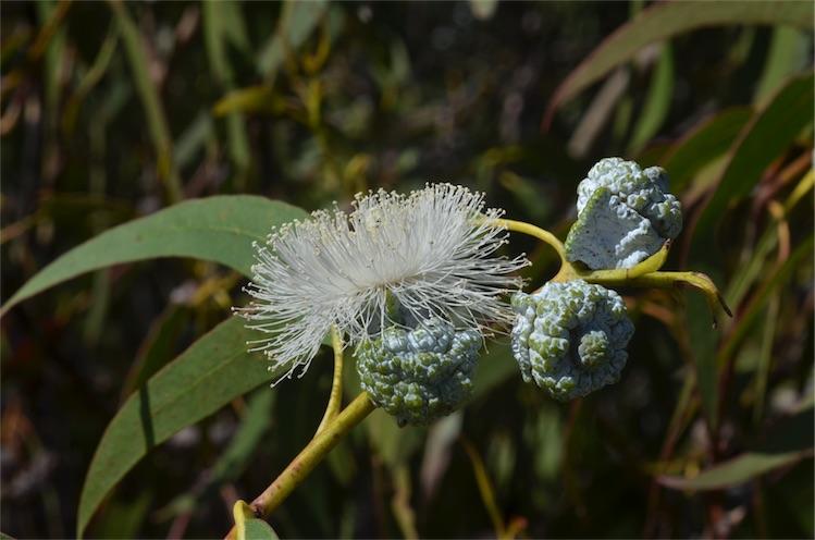 Eucalyptus globulus leaf extract 2