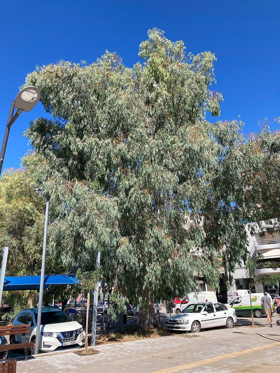 Eucalyptus globulus leaf/twig oil 3