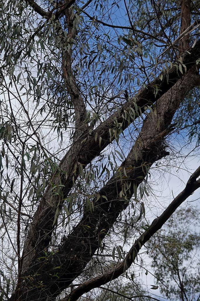 Eucalyptus Radiata Flower/leaf/stem Oil 1