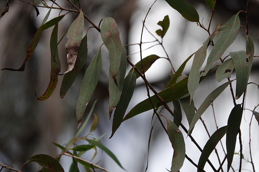 Eucalyptus Radiata Flower/leaf/stem Oil 2