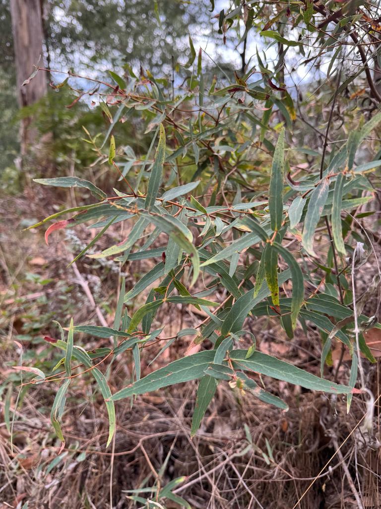 Eucalyptus Radiata Flower/leaf/stem Oil 4