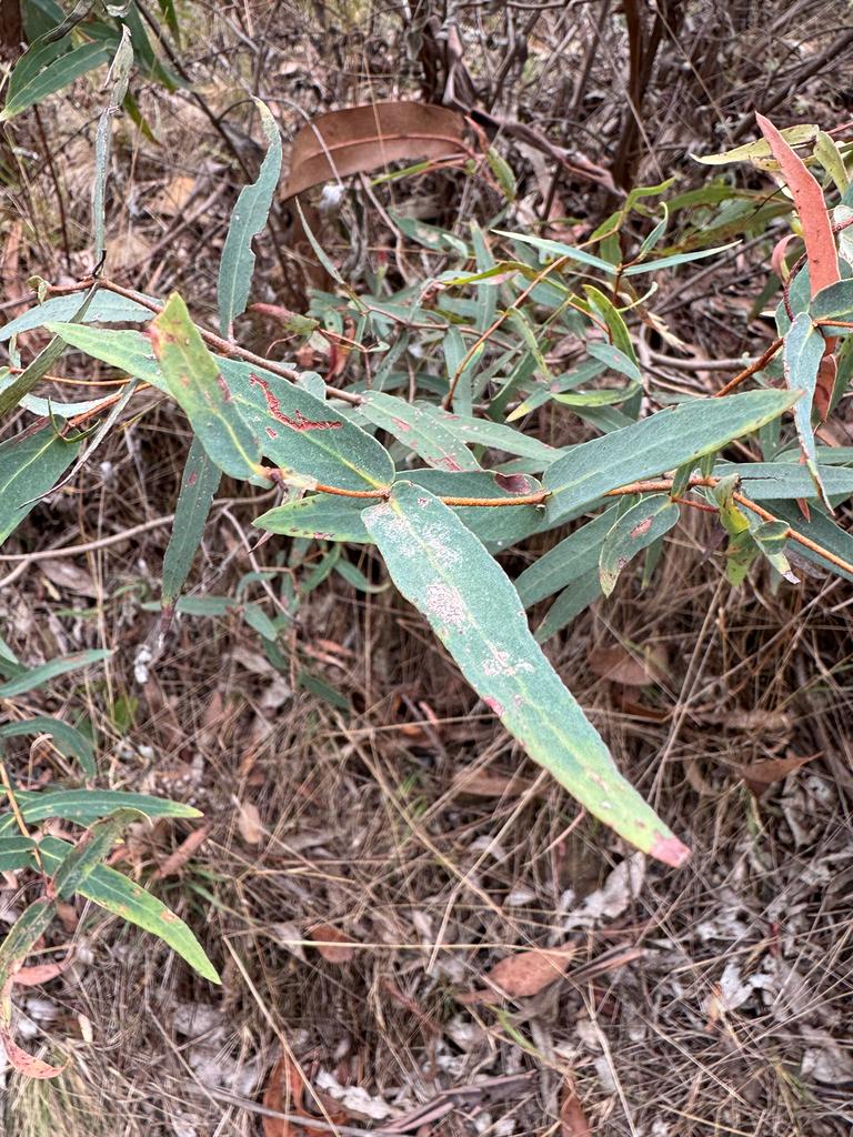 Eucalyptus Radiata Flower/leaf/stem Oil 3