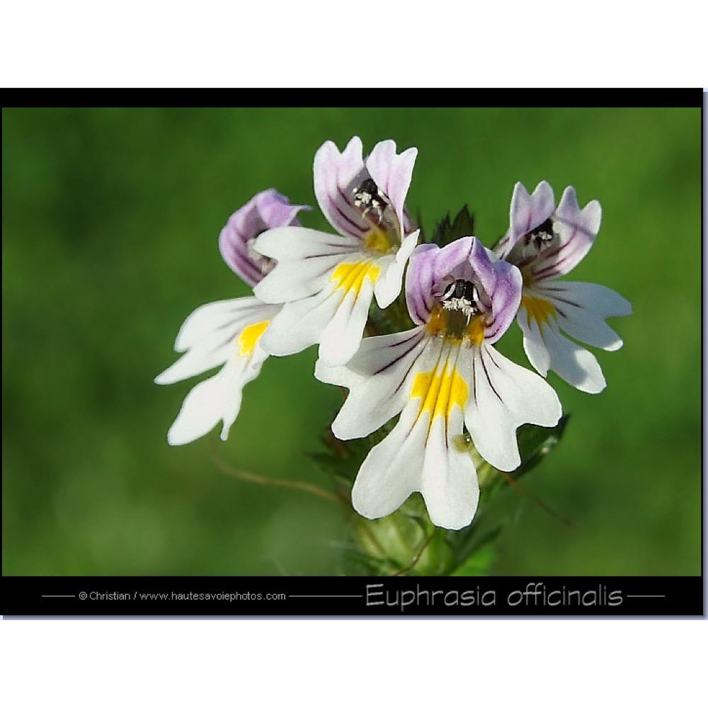 Euphrasia officinalis (Eyebright) extract 7