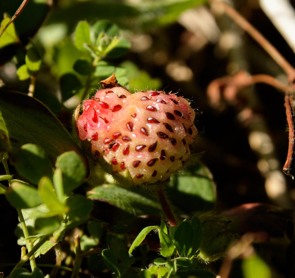 FRAGARIA CHILOENSIS FRUIT EXTRACT 1