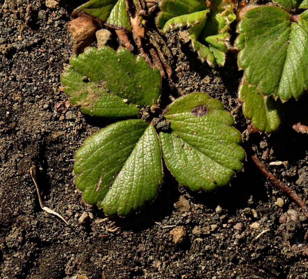 FRAGARIA CHILOENSIS FRUIT EXTRACT 2