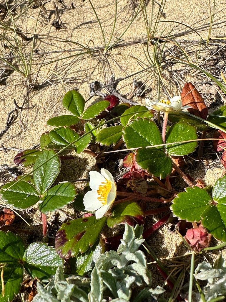 FRAGARIA CHILOENSIS FRUIT EXTRACT 3
