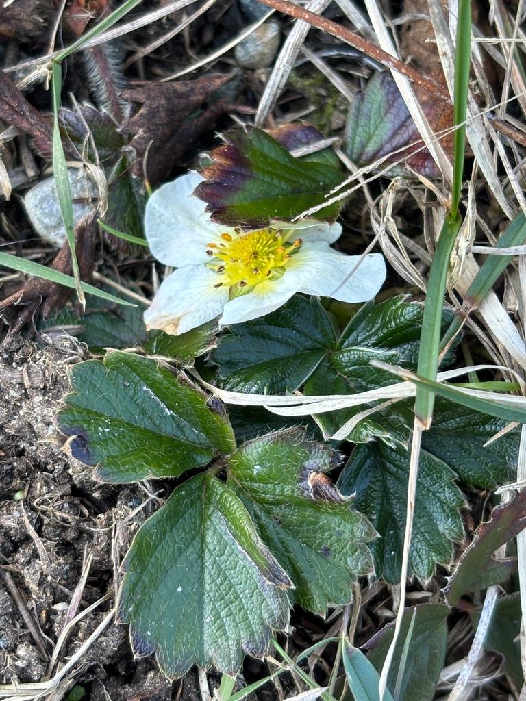 FRAGARIA CHILOENSIS FRUIT EXTRACT 4