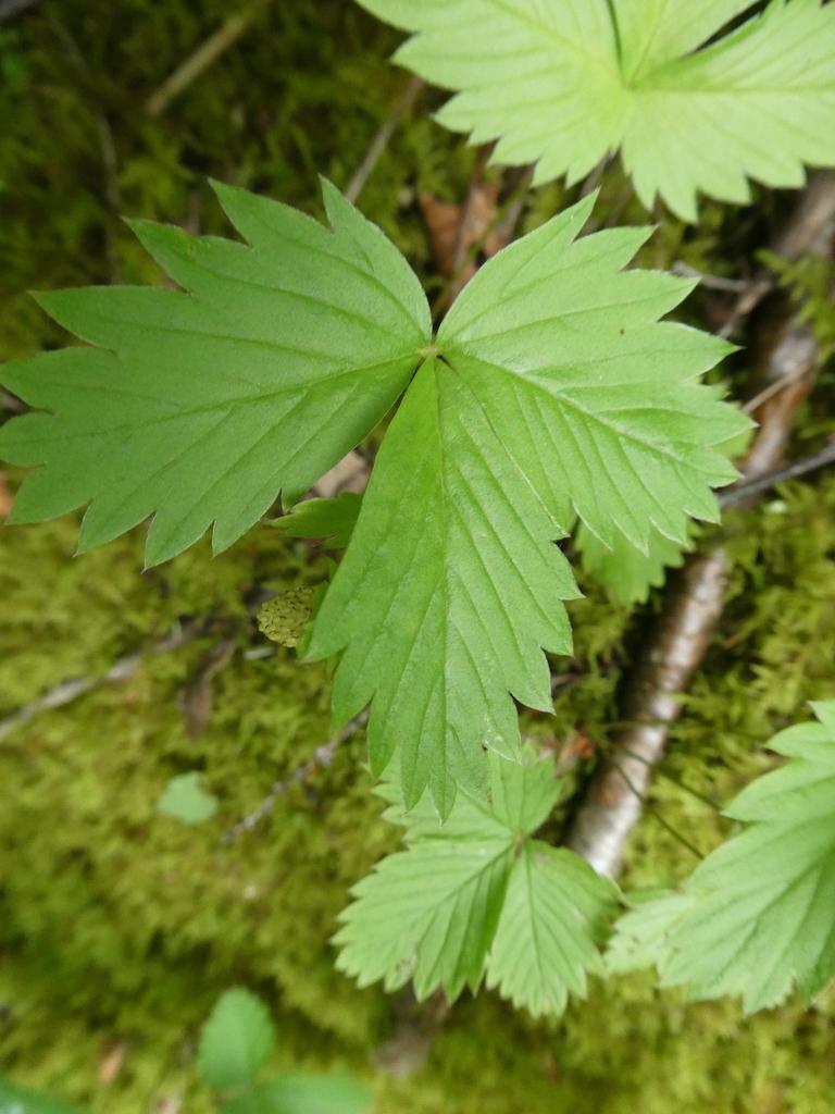 FRAGARIA VESCA LEAF EXTRACT 3