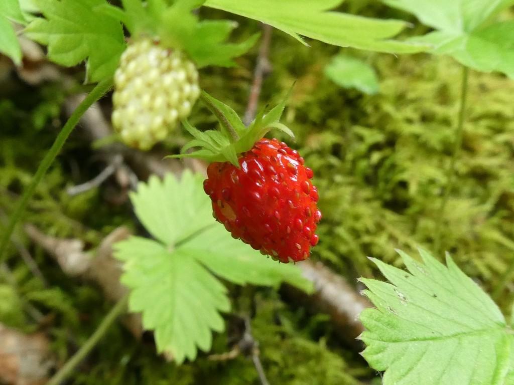FRAGARIA VESCA LEAF EXTRACT 4