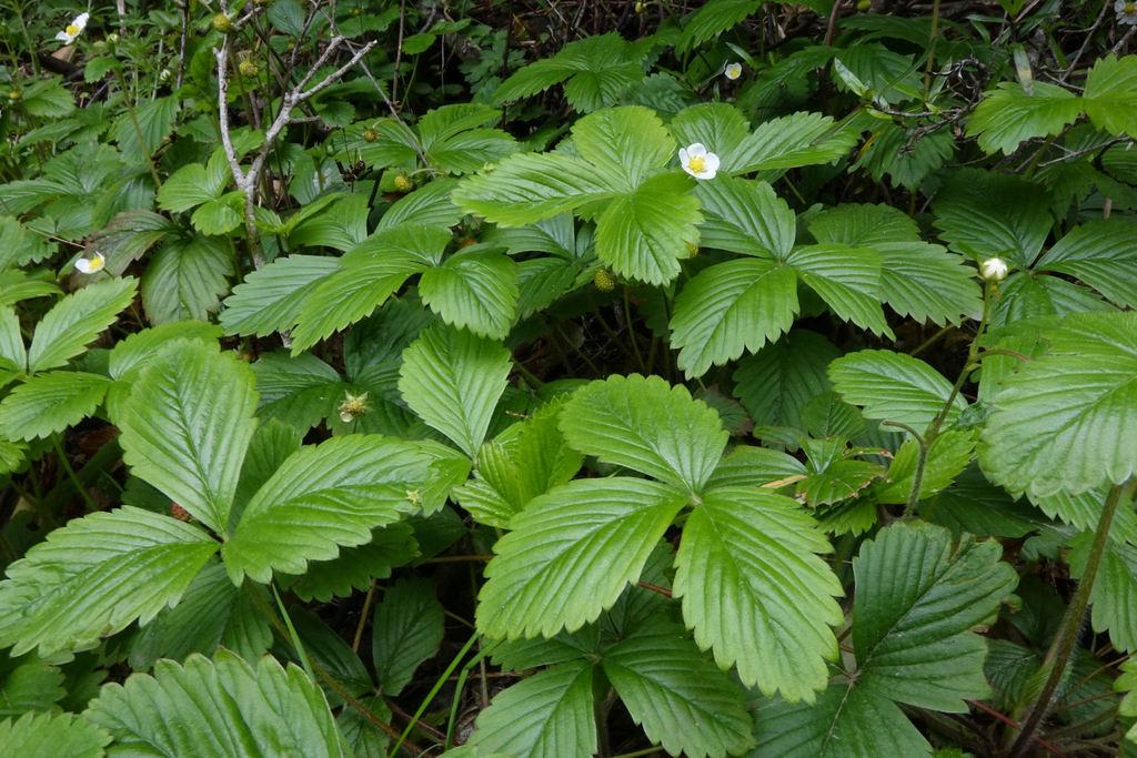 FRAGARIA VESCA LEAF EXTRACT 1