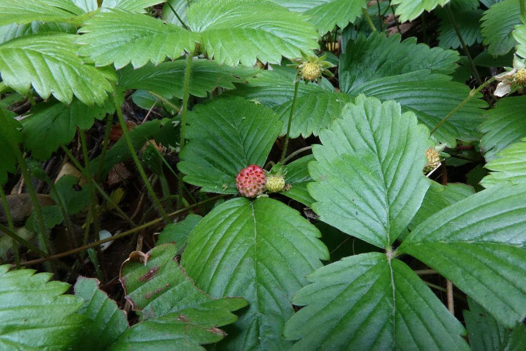 FRAGARIA VESCA SEED 2