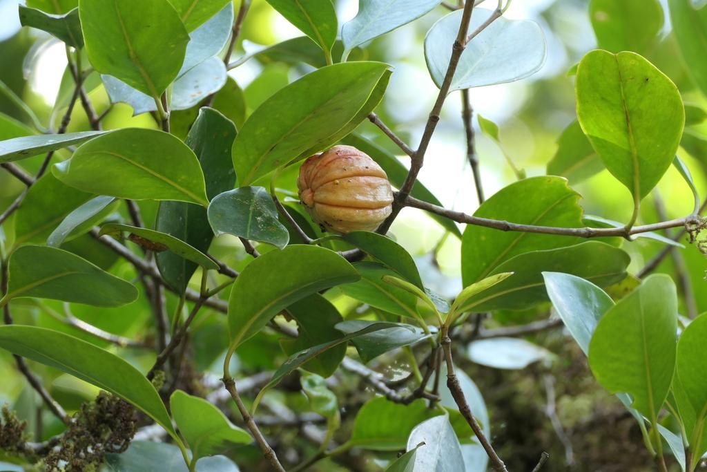 Garcinia Cambogia Fruit Extract 1